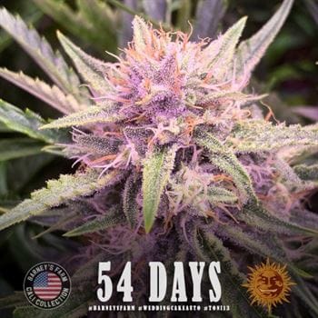 Fruity – Mostly Indica – Short (up to 80cm) – Wedding Cake Auto strain – image 4 – from Barneys Farm Seeds via Seed City