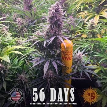 showing Auto-Flowering – Feminized – Euphoric – image 3 – Seed City