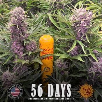 Wedding Cake Auto from Barneys Farm Seeds