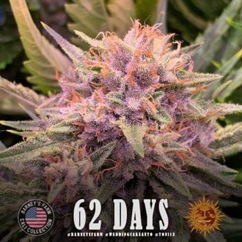 Wedding Cake Auto cannabis seeds – Short (up to 80cm) – Euphoric – Outdoor cultivation – image 2 from Seed City