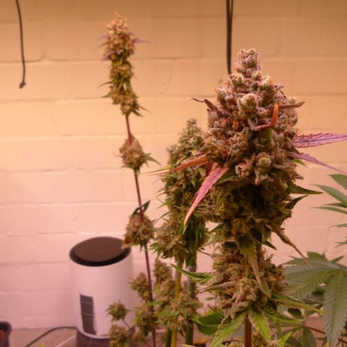 Wheres My Bike V2 from Karma Genetics