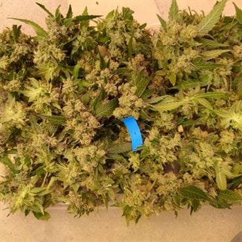 showing 50% Indica/50% Sativa – Regular – 12/12 Photoperiod – image 2 – Seed City
