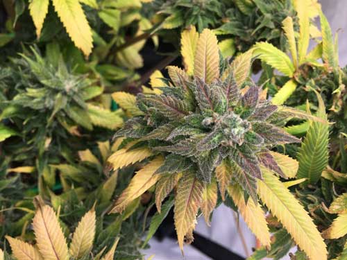 Cerebral – Outdoor – 50% Indica/50% Sativa – White Widow strain – image 2 – from Royal Queen Seeds via Seed City
