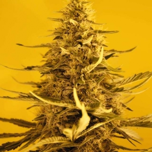 Woodsy – Social – 50% Indica/50% Sativa – White Widow strain – image 2 – from Nirvana Seeds via Seed City