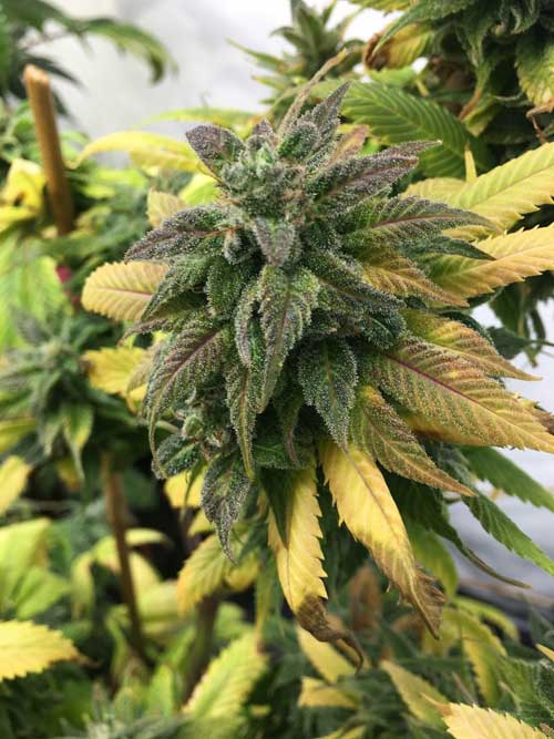 Image 3 of White Widow cannabis by Royal Queen Seeds – Guaranteed female plants – Cerebral – Outdoor – Seed City