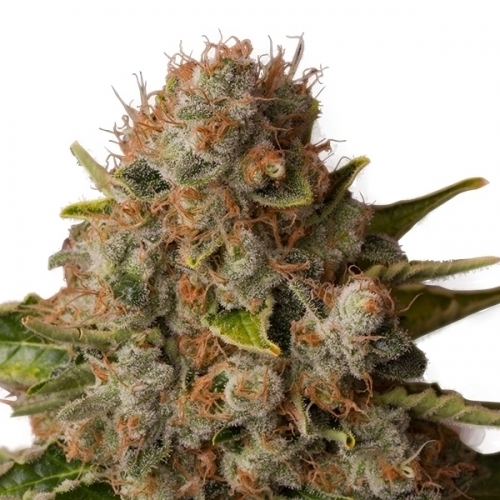 White Widow cannabis seeds – Cerebral – The End of October – Citrus – image 4 from Seed City