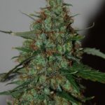Wild Thailand Ryder cannabis seeds – Sativa Dominant – Incense – Resistant to Pests – image 2 from Seed City