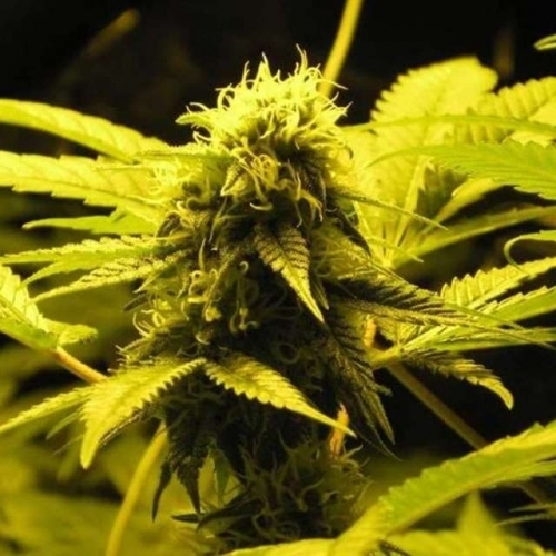 Wonder Woman cannabis seeds – Excellent harvest potential – Stress Relief – Mostly Indica – image 2 from Seed City