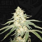 Wy-Kiki by TH Seeds – 12/12 Photoperiod – Relaxing – Indoor – image 2 – Seed City