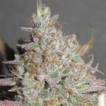 Yum Bongo cannabis seeds – Relaxing – Guaranteed female plants – Mostly Indica – image 2 from Seed City