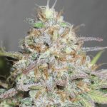 Yum Bongo cannabis seeds – 12/12 Photoperiod – Outdoor cultivation – Guaranteed female plants – image 3 from Seed City