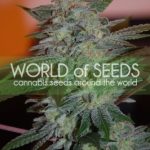 Yumboldt 47 from World of Seeds