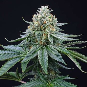 ZaiZai by Perfect Tree Seeds – 12/12 Photoperiod – Outdoor – Regular – image 2 – Seed City