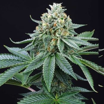 Image 3 of ZaiZai cannabis by Perfect Tree Seeds – Outdoor – 12/12 Photoperiod – Regular – Seed City