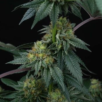 ZaiZai cannabis seeds – Regular – 12/12 Photoperiod – Outdoor – image 6 from Seed City