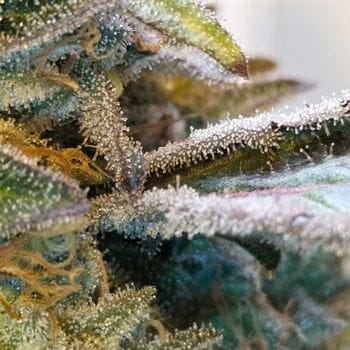 Image 2 of Zilk Road cannabis by Grounded Genetics – 50% Indica/50% Sativa – Sweet – Good for outdoor grow – Seed City