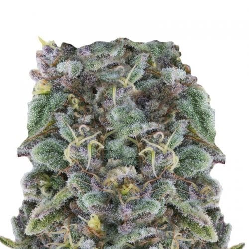 Zkittlez cannabis seeds – 12/12 Photoperiod – Sweet – Middle of October – image 2 from Seed City