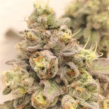 Zlurpi from Grounded Genetics