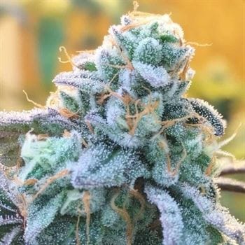 Zlurpi by Grounded Genetics – Outdoor cultivation – Feminized – 50% Indica/50% Sativa – image 3 – Seed City