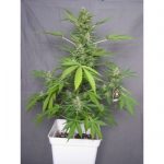 showing Sativa Dominant – Feminized – Indoor-friendly – image 6 – Seed City