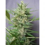 Auto Zombie Haze from Sumo Seeds