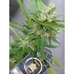 Feminized – Auto-Flowering – Sativa Dominant – Auto Zombie Haze strain – image 5 – from Sumo Seeds via Seed City