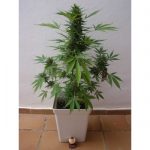showing Auto-Flowering – Feminized – Sativa Dominant – image 4 – Seed City
