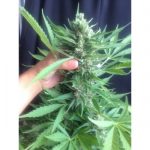 Auto Zombie Haze from Sumo Seeds