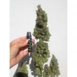 Auto Zombie Haze by Sumo Seeds – Piney – Feminized – Auto-Flowering – image 3 – Seed City