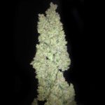 Image 2 of Auto Zombie Haze cannabis by Sumo Seeds – Auto-Flowering – Sativa Dominant – Feminized – Seed City
