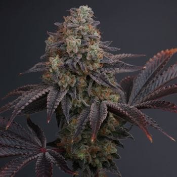 Image 2 of Zowahh cannabis by Karma Genetics – Sour – Suited for indoor growing – Regular – Seed City