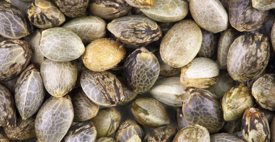 A close-up, high-angle shot of a large pile of small, haze strain cannabis seeds in varying shades of brown. The seeds are tightly packed together, with some slightly overlapping and others clearly defined. The texture of the seeds is visible, showing small grooves and markings.