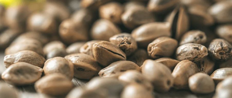 Close-up photo of multiple high-quality autoflowering cannabis seeds, showing the mottled brown and grey pattern of the seed shells.