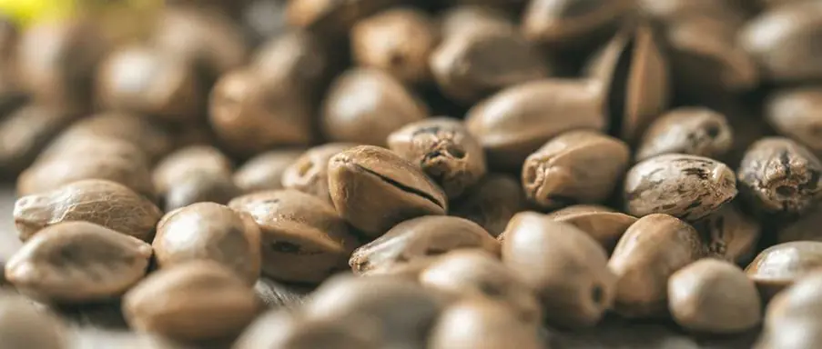 صورة مقرّبة لعدة سيارات عالية الجودةflowبذور القنب، تظهر النمط البني والرمادي المرقط لأغلفة البذور.