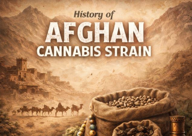 Afghan cannabis seeds representing historic landrace genetics