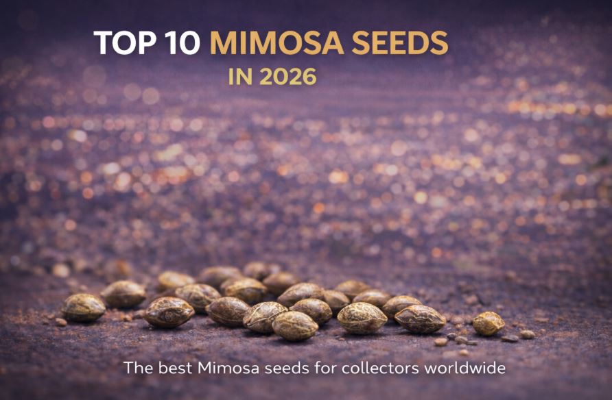Top 10 Mimosa cannabis seeds in 2026 displayed on a textured surface with a soft colourful background